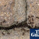 Bugging devices: the astounding ways insects are talking and listening all around us | Insects