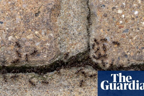 Bugging devices: the astounding ways insects are talking and listening all around us | Insects