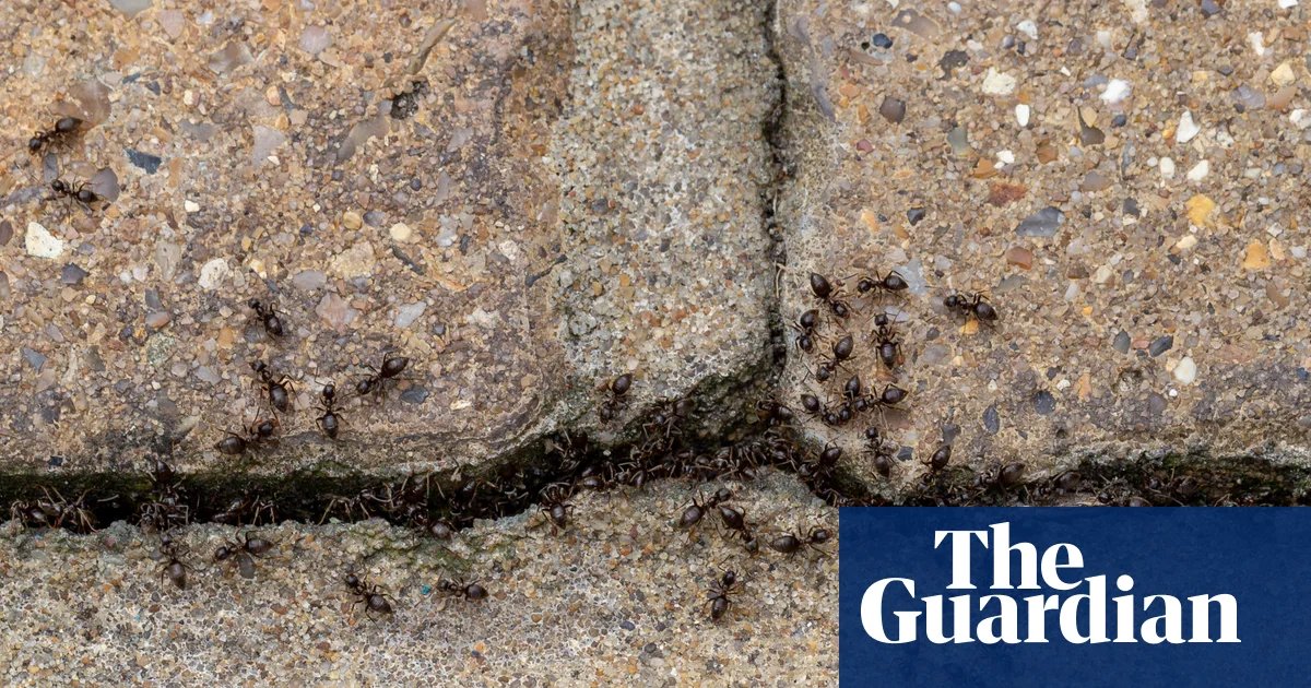 Bugging devices: the astounding ways insects are talking and listening all around us | Insects