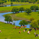 China's Ecological and Environmental Code: What will it change?