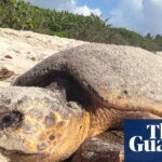 Florida sets record for sea turtle nests but Trump move could stall recovery | Marine life
