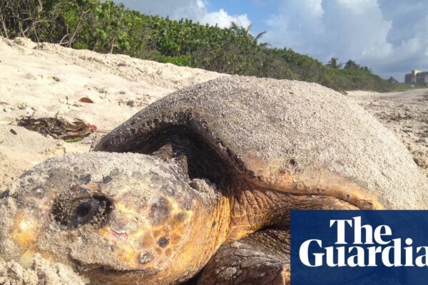 Florida sets record for sea turtle nests but Trump move could stall recovery | Marine life