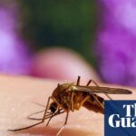 Stop the bites! How to survive another summer of mosquitoes, midges and horseflies | Insects