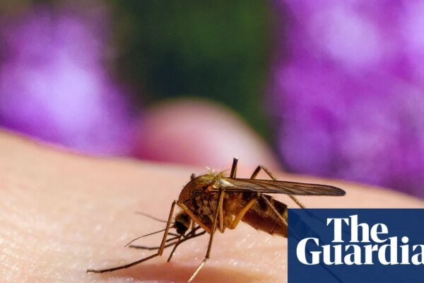 Stop the bites! How to survive another summer of mosquitoes, midges and horseflies | Insects