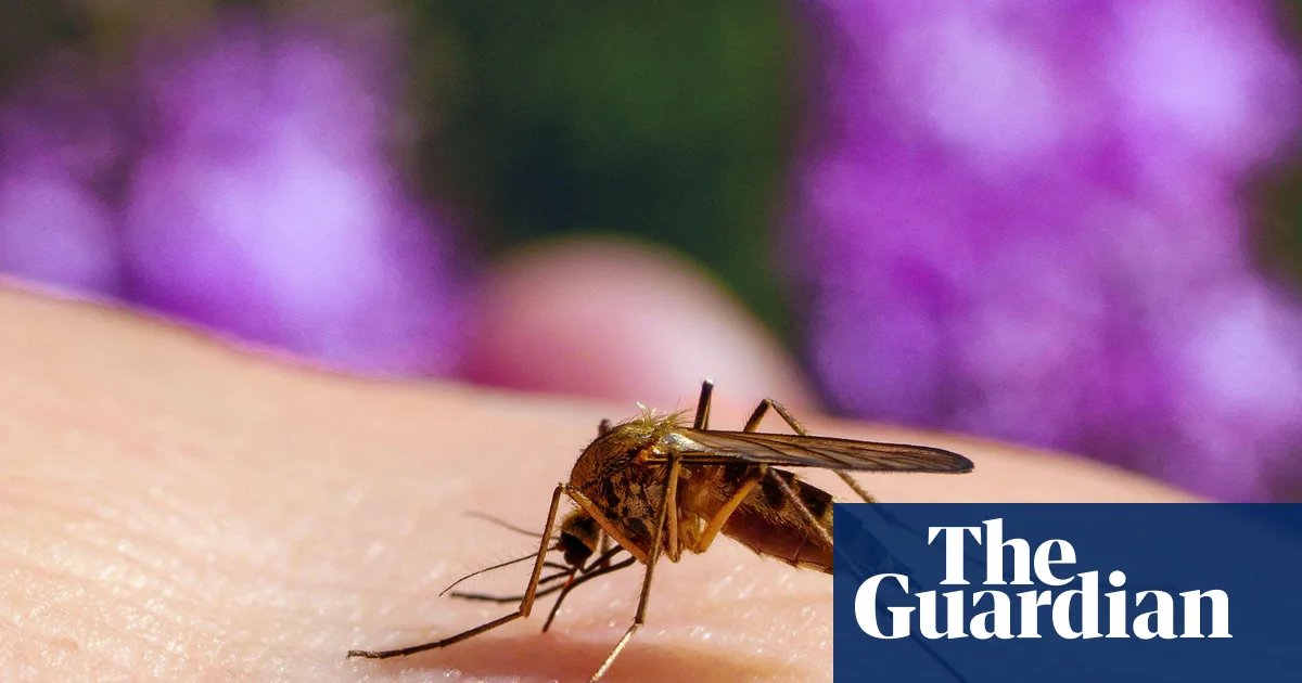 Stop the bites! How to survive another summer of mosquitoes, midges and horseflies | Insects