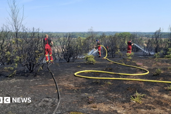 'Significant presence' as New Forest wildfire enters eighth day