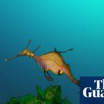 Australia’s marine parks protect ‘places no one goes’ rather than fragile coastal zones, scientists say | Environment