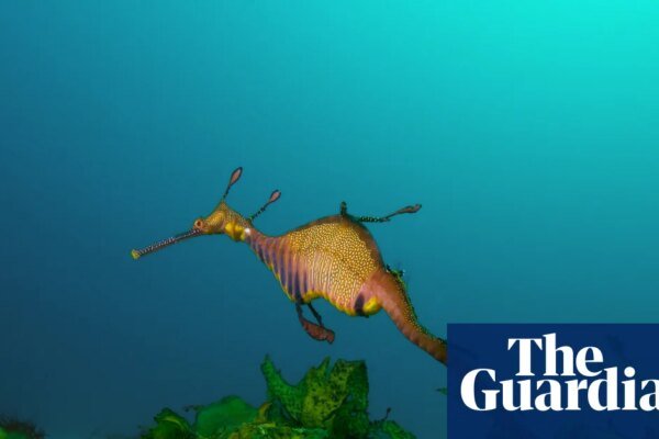 Australia’s marine parks protect ‘places no one goes’ rather than fragile coastal zones, scientists say | Environment