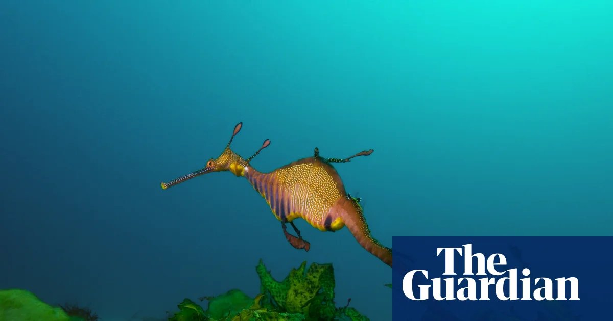 Australia’s marine parks protect ‘places no one goes’ rather than fragile coastal zones, scientists say | Environment