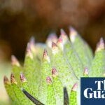 The mindblowing invertebrates you have never heard of – video | Invertebrates