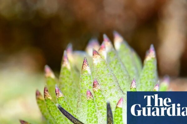 The mindblowing invertebrates you have never heard of – video | Invertebrates