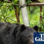 Japan killed 14,000 bears after a rise in deadly attacks on people – but will it work? | Conservation
