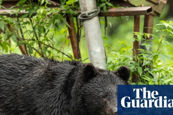 Japan killed 14,000 bears after a rise in deadly attacks on people – but will it work? | Conservation