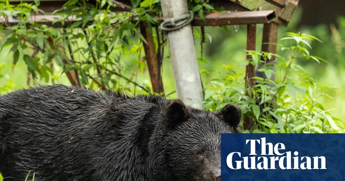 Japan killed 14,000 bears after a rise in deadly attacks on people – but will it work? | Conservation