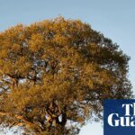 Despite the drought, don’t give up on our native plants | Plants