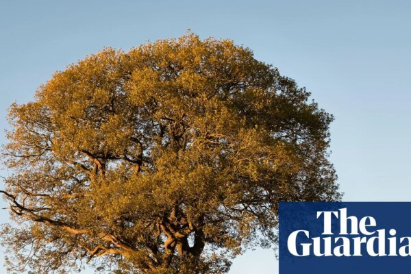 Despite the drought, don’t give up on our native plants | Plants