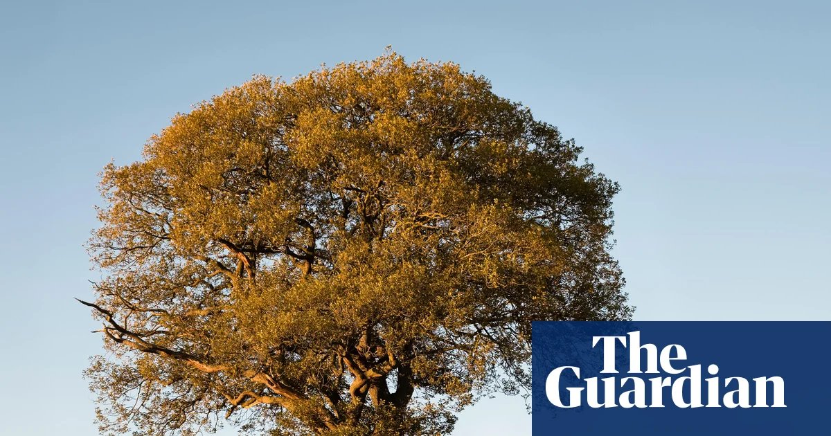 Despite the drought, don’t give up on our native plants | Plants