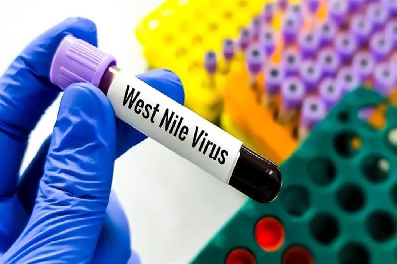 Greece reports increased West Nile virus cases - Health