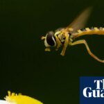 ‘If only people knew’: the fascinating lives of flies | Environment