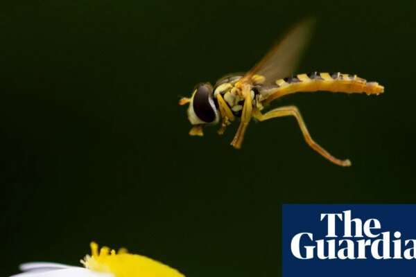‘If only people knew’: the fascinating lives of flies | Environment