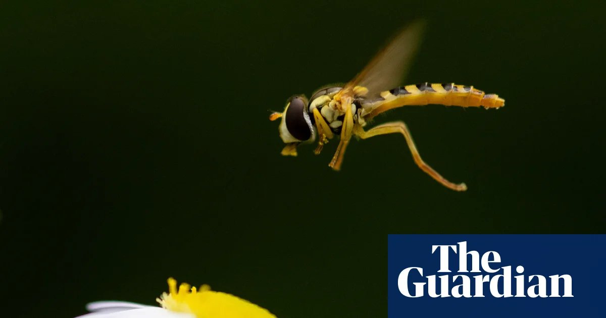‘If only people knew’: the fascinating lives of flies | Environment