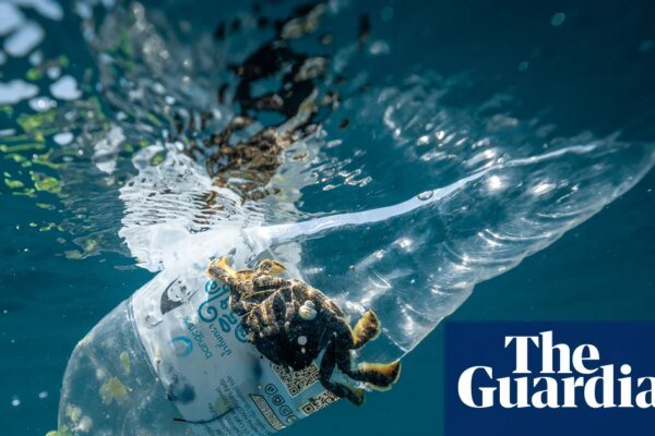 1.3m plastic bottles collected in a day in global volunteer ocean cleanup | Plastics