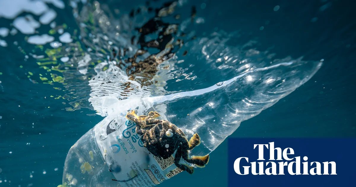 1.3m plastic bottles collected in a day in global volunteer ocean cleanup | Plastics