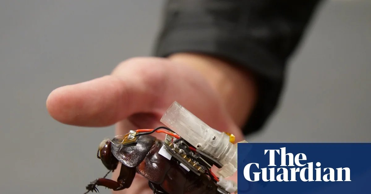 Cyborg cockroaches with tiny syringes designed to join search and rescue teams in major disasters | Robots