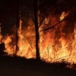 Is rewilding really to blame for the recent wildfires?