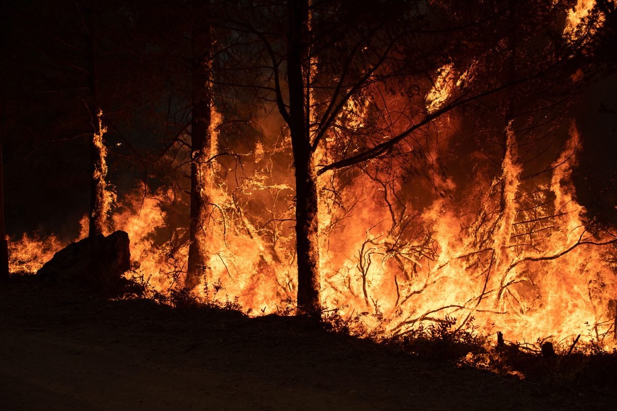 Is rewilding really to blame for the recent wildfires?