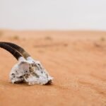 8 deadliest deserts on the planet and some of the dangerous wildlife you’ll find lurking there