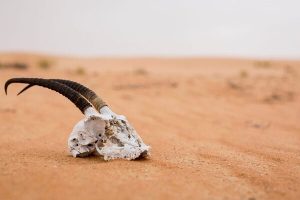 8 deadliest deserts on the planet and some of the dangerous wildlife you’ll find lurking there