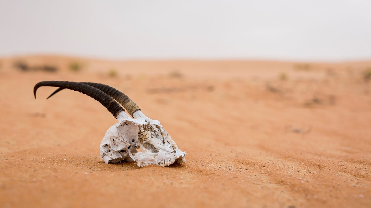 8 deadliest deserts on the planet and some of the dangerous wildlife you’ll find lurking there