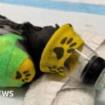 Wildlife struggling in record-breaking heat, charities say