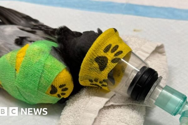 Wildlife struggling in record-breaking heat, charities say