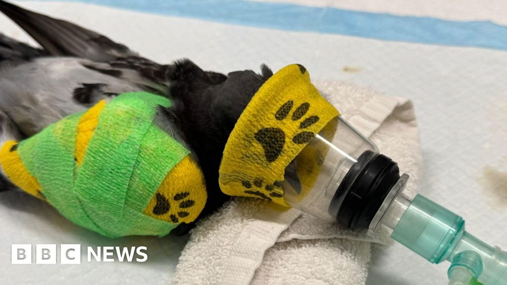 Wildlife struggling in record-breaking heat, charities say