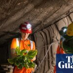 Subterranean salad: underground farmers seek solution to food crisis in disused UK mines | Farming