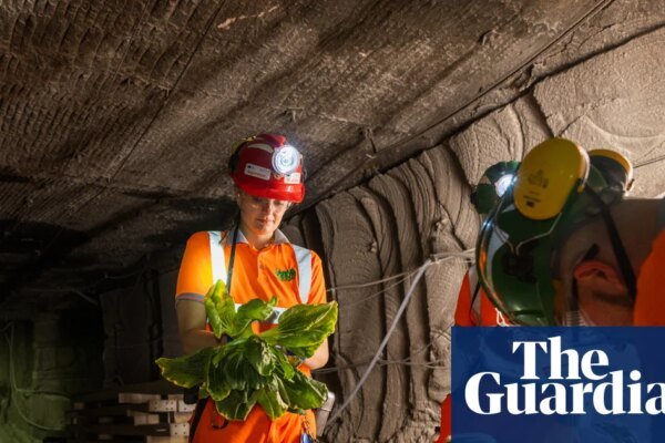 Subterranean salad: underground farmers seek solution to food crisis in disused UK mines | Farming