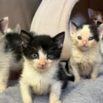 Kitten season hits animal rescuers with 'a bang'