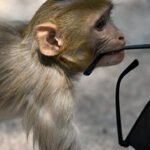 No monkey business: India 'whisperers' guard world championships
