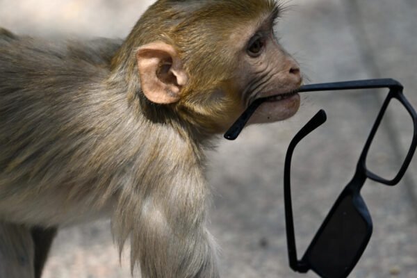 No monkey business: India 'whisperers' guard world championships