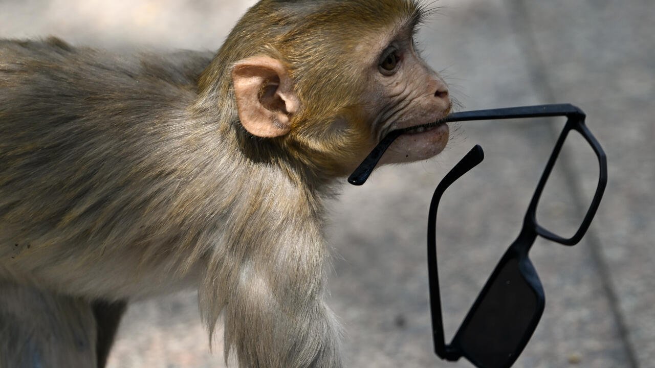 No monkey business: India 'whisperers' guard world championships