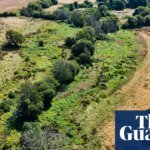 Rewilded land remains green amid drought-stricken English countryside, images show | Rewilding