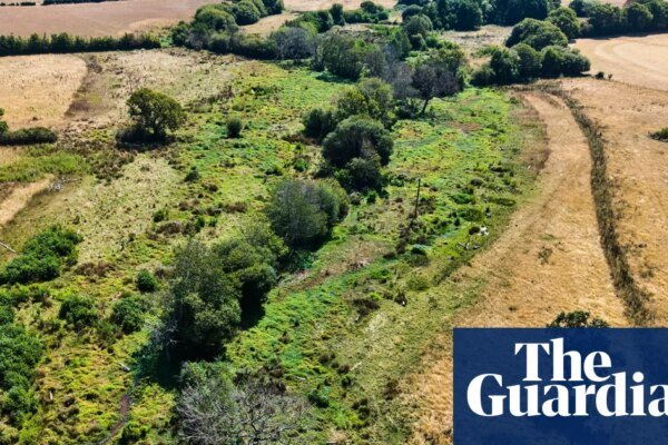 Rewilded land remains green amid drought-stricken English countryside, images show | Rewilding