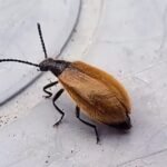 We’ve seen this insect around our house. Should we be worried? – The Irish Times