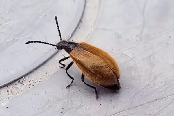 We’ve seen this insect around our house. Should we be worried? – The Irish Times