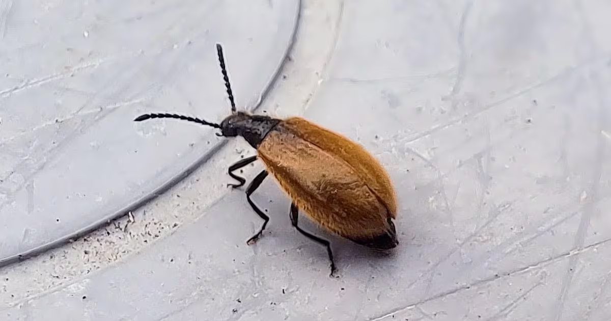 We’ve seen this insect around our house. Should we be worried? – The Irish Times