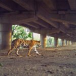 Safeguarding passageways is the next step for India's growing tiger populations