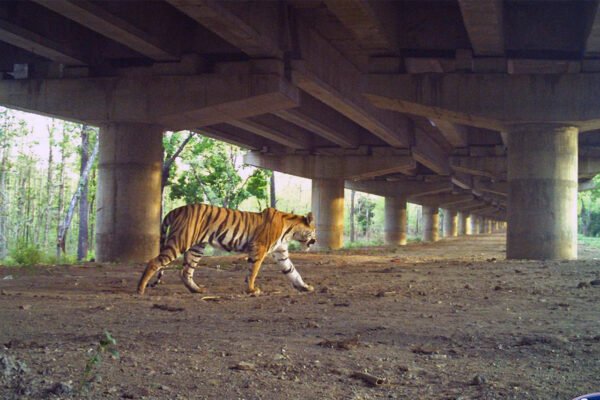 Safeguarding passageways is the next step for India's growing tiger populations