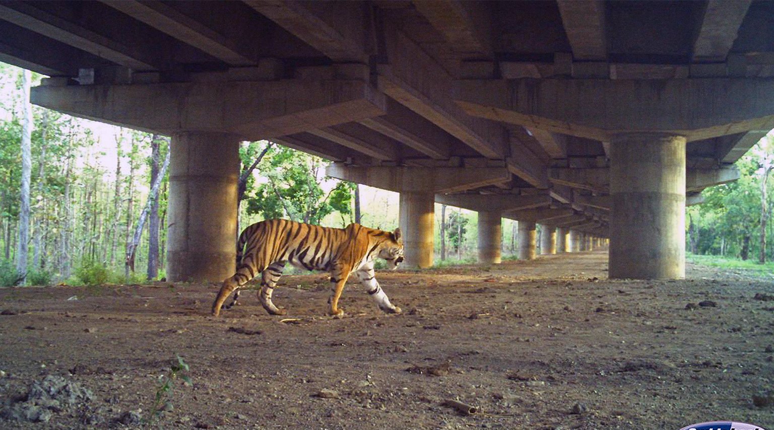 Safeguarding passageways is the next step for India's growing tiger populations